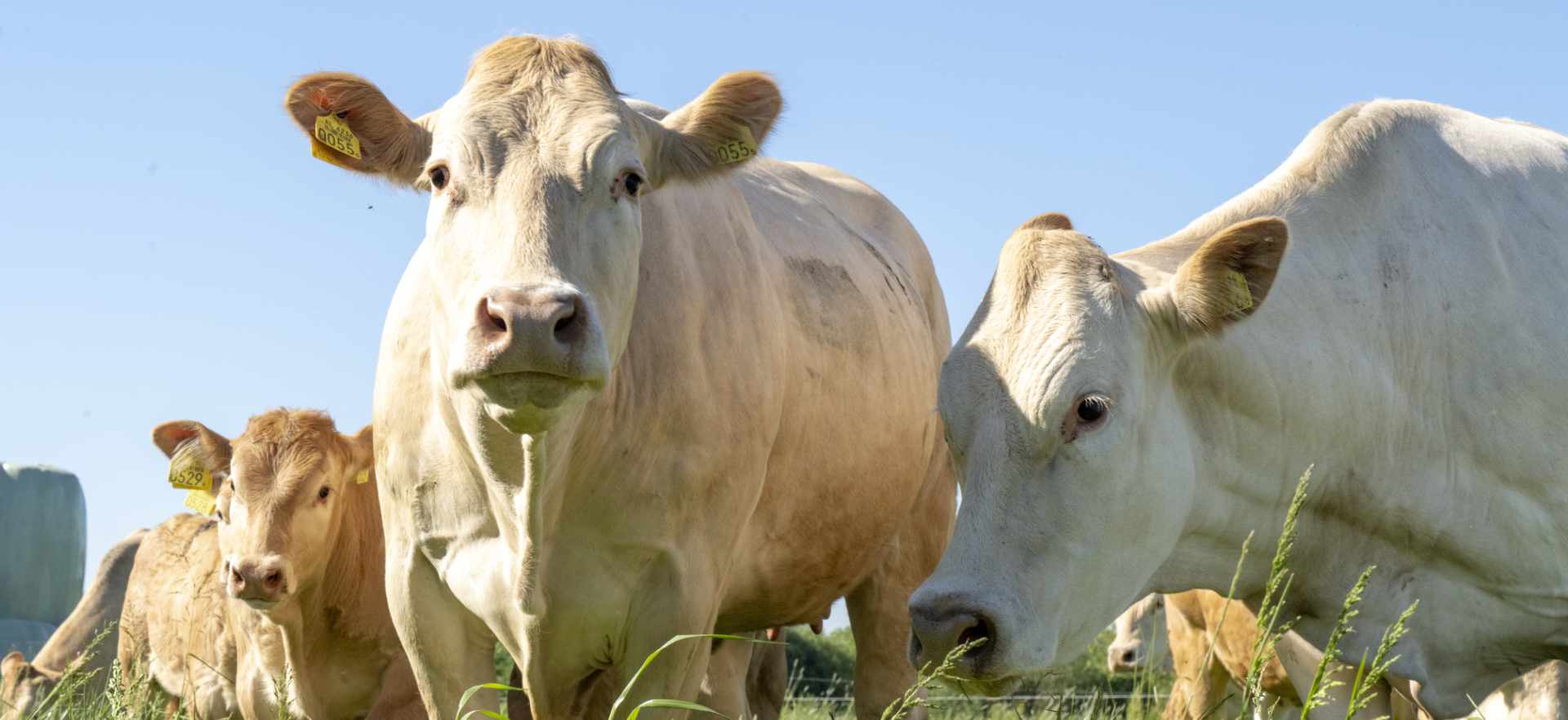 Belevenisboerderij met dieren die veel ruimte en vrijheid hebben
